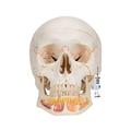 3B Scientific Classic Skull Opened Jaw 3 part - w/ 3B Smart Anatomy 1020166